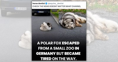 29 Adorably Absurd Animals That 100% Passed The Vibe Check This Week