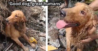 Golden Retriever stuck in landslide for 3 days saved by kind people, he emerges with a big smile and wagging his tail in inspiring story