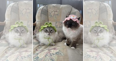 23 Cats in Hats Taking Feline Fashion to Purffectly Ridiculous New Heights