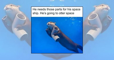 'For your daily dose of comfort': 22 Wholesome Animal Memes for Anyone in Need of Some Furry Emotional Support