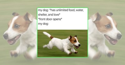 21 Funny Dog Memes Unleashing Pawsome Punchlines, Ruff Humor, and Peak Canine Silliness