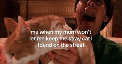 28 Funny Feline Memes fur the Cat Connoisseur who Can’t Justify Adopting More Kitties but Dreams of them Anyway