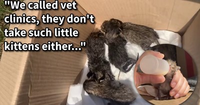 4 tiny newborn kittens found suffocating in tight plastic bag in trash saved and painstakingly cared for by their rescuers after every single shelter in their city turned them down