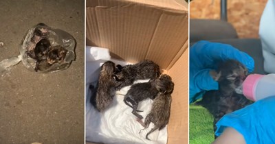 Four tiny kittens found huddled together among piles of trash get rescued and taken to safety, trading life on the streets for warm beds, bottles, and the care they needed
