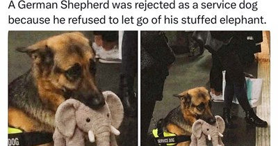 28 Heartmelting Animal Memes to Make you Melt Like a Popsicle in the Warm Summer Sun
