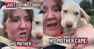 Small scared puppy found howling for help all alone in farmer’s field immediately runs to farmer when she approaches claiming her as his pawrent: ‘He’s been out here for god knows how long crying for his mother, his mother came.’