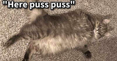 “What is normal to say to a cat, but not to a grown adult in public?”: 11 Pawrents of the cat community cop to the crazy things they say to their cat children every single day