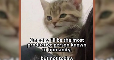 21 Jaded Cat Memes for Cynical Souls