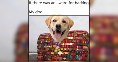 25 Whimsical Doggos Smiling the Day Away to Ward Off Bad Energy