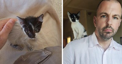 4-weeks-old kitten appears in man's garden, who suspects she's been thrown out by a neighbor, she becomes his pocket-sized furriend: ‘She is so small’