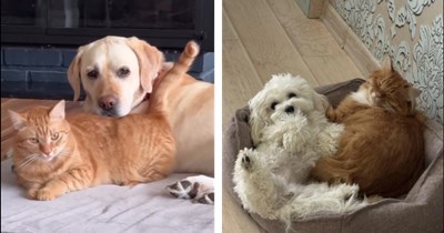 ‘It’s raining cats and dogs’: Animal photos that prove kittens and puppies can be best friends