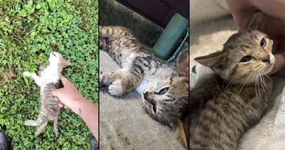 Man finds tiny kitten unresponsive in his yard, performs CPR and refuses to give up until the baby cat is back on its paws: 'Roller coaster of emotions'
