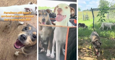 Farm owner finds 3 scared, hungry dogs dumped on her property, so she gives them a timely vet visit, dinner, and a safe place to sleep: 'They're safe now'