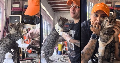 Affectionate tabby with an injured paw never takes his eyes off his caretaker while she treats his paw, then he asks for a hug and refuses to let go