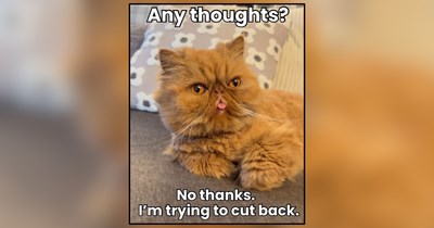 Cats Giving Their One Shared Brain Cell the Weekend Off for a Pawsitively Carefree Caturday