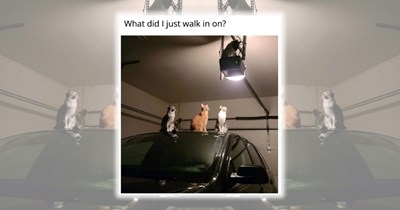 23 Purrfectly Pawdiculous Feline Funnies to Meow Your Troubles Away