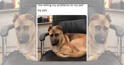 21 Pawsitively Howlarious Dog Memes to Fetch Some Fun Into a Ruff Day