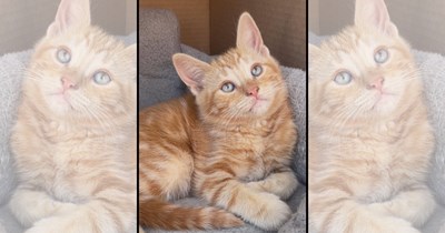 22 Wholesome Cats for a Softer Day on the Internet (August 21st, 2026)