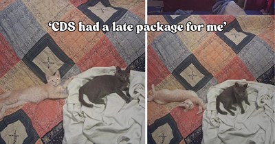 Cat lover welcomes a surprise kitten only for the CDS to strike again eight days later in dramatic fashion