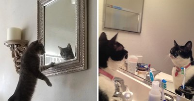 Confident Cats Admiring Their Reflections to Remind Hoomans to Look at Themselves With a Little More Love