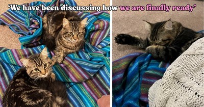 Family spends months wondering when they’ll be ready for another cat, then two rescue kittens answer the question
