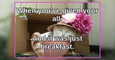 24 Honey-Sweet Cat Memes to Melt Your Morning Mood