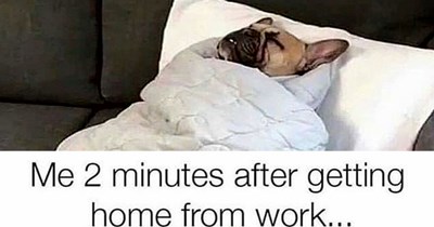 27 Heartwarming Animal Memes to Warm Your Soul When it’s Frozen from AC (August 30 , 2026)