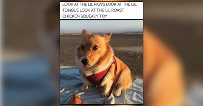 25 Take Me Out to the Ball Game Dog Memes for Baseball-Loving Pupper Fans