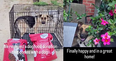 Dog dumped at gates of shelter while trapped in cage next to dog food bags slowly learns to live again thanks to hoomans and puppers who put in the time and attention to give this dog a second chance and a furever home