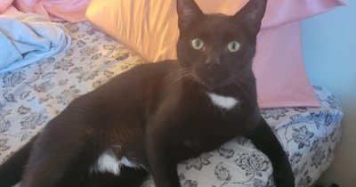 'Can we keep him?': Recovering from an operation, mother finds little furball on her walk and convinces her husband he's crucial to her healing
