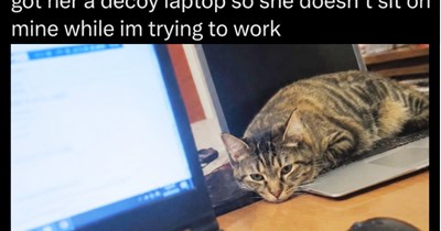 27 Wholesome Cat Memes to Make your Heart Flutter with Warm Feline Feelings so you Furget about the Melancholy of Meownday