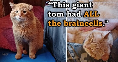 'He wasn't at all feral, just terrified': Massive ginger tomcat who was "too smart to be caught" finally decides he could use a break from the harsh cold outside and that it's time to be loved inside