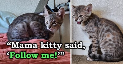 'Mama decided that she didn't want her kittens to be outside anymore': Momma cat leads kind human to her kittens, asking the person to save them, and mom as well as all her kittens find purrfect homes