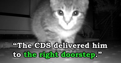 Family's 6 cats watch over brand new kitten as she eats snacks left for strays outside, approve of her and decide to bring her home furrever: 'We absolutely didn't need a 7th cat, but we couldn't let this little one remain outside'