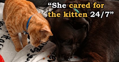 A month after adopting a dog, person rescues a tiny kitten in need of help, but for 8 months, it's the dog who raises the kitten, takes care of him, and becomes his best friend, bonding them for life