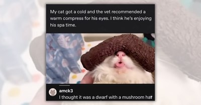 Your Free Weekly Subscription of Silly Cattos To Begin the Week With Feel-Good Funny Felines