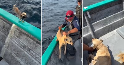 Fishermen spot tired dog swimming miles offshore and further from beach, they carefully pull him onboard their boat and head to safey, captain says: ‘We had to help him’
