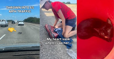 'I have to save her!': Portland dog rescuer and son witness kitten getting thrown out of a car window at 65 mph, she miraculously darts through traffic while they pull over and save her life