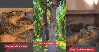 Man builds over 1,000 tiny boxes for squirrels and puts cameras inside, then discovers how they live inside their homes: 'These boxes give these animals a place to thrive'