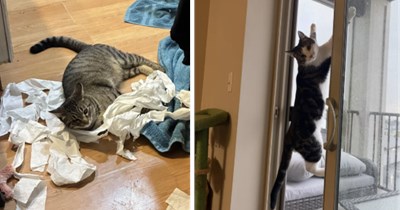 27 Cute Cats Being Naughty and Bringing Some Crazy Kitten Chaos 