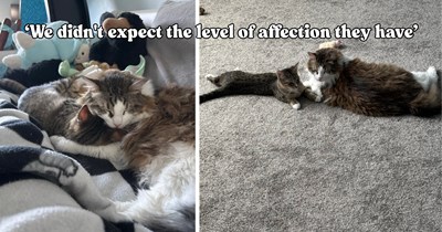 Family hopes their 9-year-old cat will accept a rescue kitten, but he decides to raise him instead