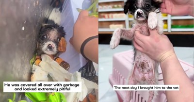 Tiny puppy uncovered from underneath piles of food waste after rescuer heard yelping miraculously given clean bill of health and approval to begin a new life of love with their new pawrent: ‘I just can’t figure out why anyone would abandon him.’  