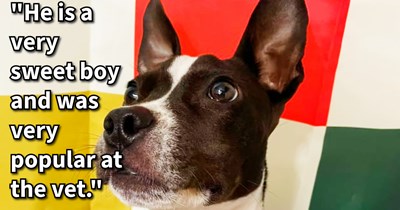 Poor puppy found wandering aimlessly around apartment complex after pawrents moved home and left him behind given loving foster home with hoomans who made sure that: ‘At minimum he’ll have a safe place to get healthy until we find his forever family.’