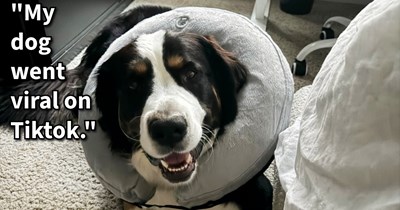 Young dog sparks outrage in online community after mysteriously falling pregnant and choosing to terminate it prematurely, but undeterred by the haters: ‘Ruthie has reviewed the feedback and decided to remain alive and enormous out of spite.’