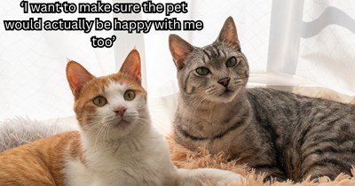 Medical student living alone desperately wants a pet but wonders if he can give an animal the love and care it deserves, the internet's consensus: get two cats