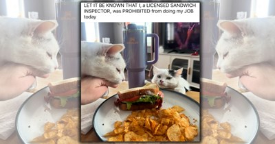 24 Silly Cats to Sprinkle Some Feisty Feline Foolery Into Your Summer Days