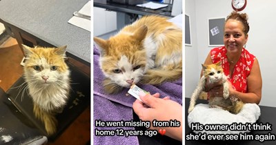 After 12 years of living at an office, cat is taken to the vet, where a microchip reveals he’s actually been missing for 12 years; his sobbing owner takes him home, only for the feline to be fuming about living in a warm home with a loving family