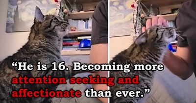 'Do older cats become more affectionate?' 16-year-old cat suddenly starts seeking more affection, leading the internet to share their own stories about cats becoming cuddlier with age 
