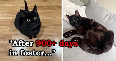 After spending 3 years as a stray, then 3 more years in a shelter with no visitors or applications, this black cat is finally adopted and, despite warnings about being unfriendly, she instantly settles into her new home: 'How did nobody else adopt her??'