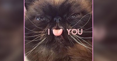 25 Adorable Cat Memes Sweeter Than Sugar to Make Your Meowrning Coffee Even Better